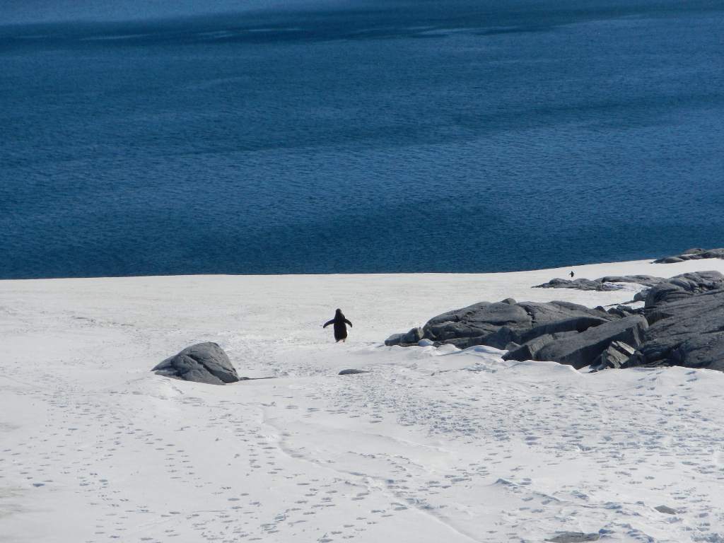 Un habitant de l'Antarctique