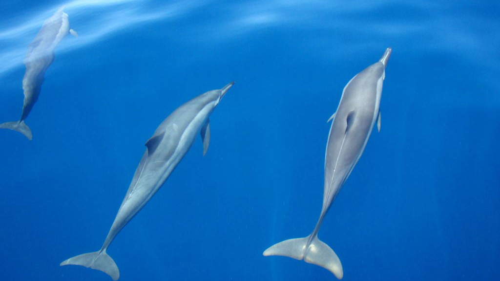 Dauphins