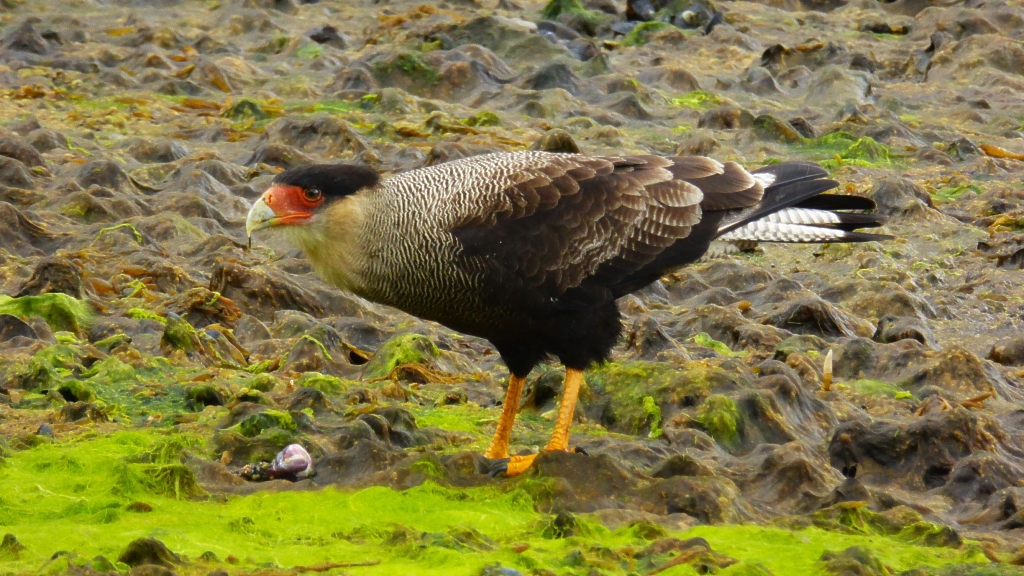 Caracara huppé